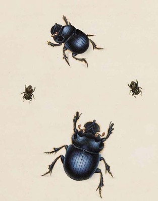 1428
<br/>
An epitome of the natural history of the Insects of China.
<br/>
<em></em>